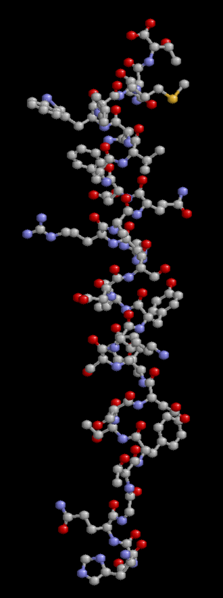 Glucagon is a relatively short peptide hormone. © brian0918, Wikimedia, public domain