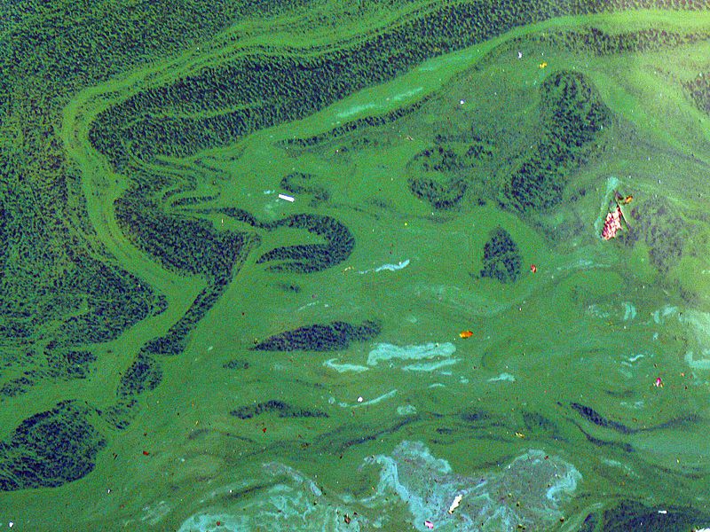 Cyanobacteria