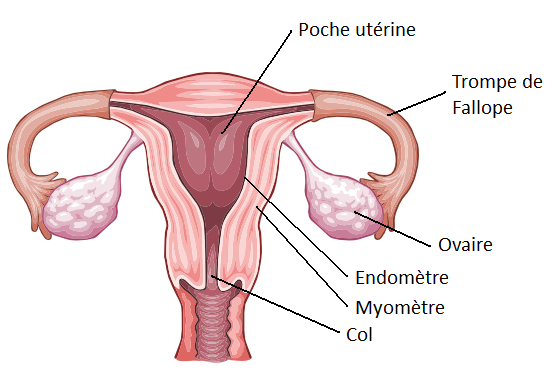 The uterus is a female productive system organ intended to receive the embryo and enable it to develop. © DR