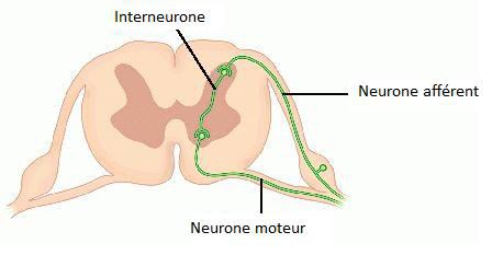 The interneurones form a link between the afferent and motor neurones. DR Credits