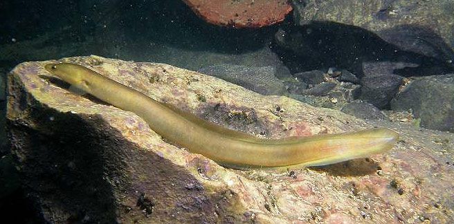 A European eel. © Denis Poracchia