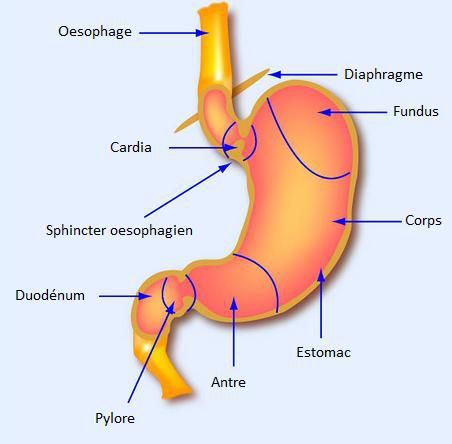 The function of the gastric cardia is to prevent reflux into the oesophagus. © mitopencourseware, Flickr, CC by-nc-sa 2.0
