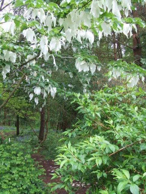 The handkerchief tree is also called the dove tree. © Alice H Myers, Geograph CC by sa 3.0