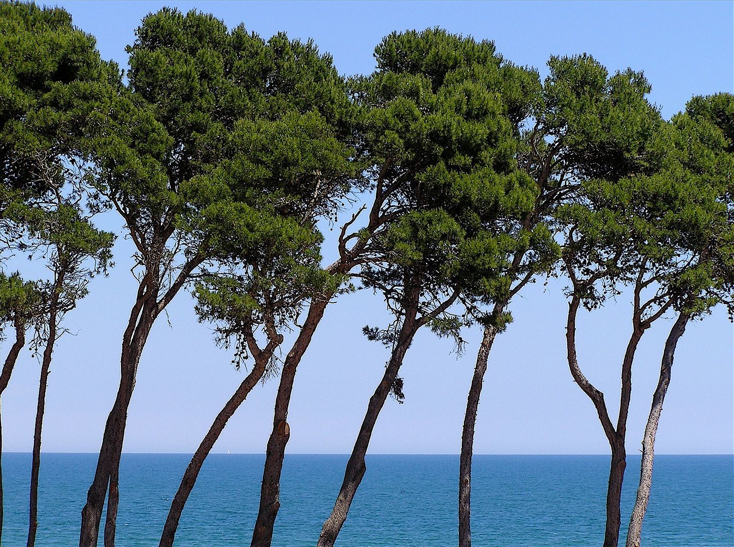 Pinus halepensis. © Xavier Varela, Flickr CC by nc-sa 2.0