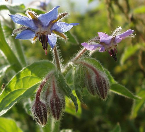 The hair found on borage (Borago officinalis) is characteristic of the Borraginaceae family. © janerc CC by-nc 2.0