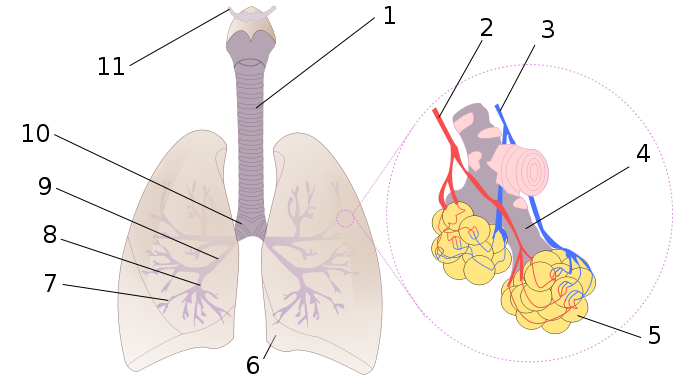 Picture of the human respiratory system. The trachea is numbered 1. © Wikimedia Commons