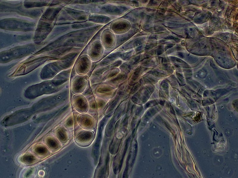 Spores are cells produced during spore formation. © Peter G. Werner, Wikimedia, CC by 3.0