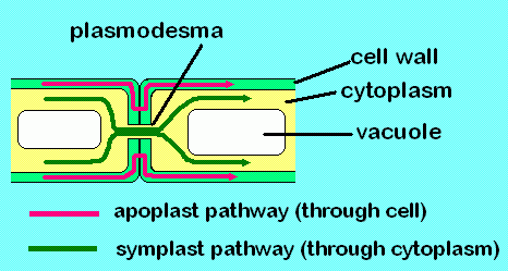 Diagram of radial transport channels in plant tissues. The symplast channel (in dark green) is traced by the network of cytoplasm, interconnected by the plasmodesmata. © Jackacon, Wikimedia public domain