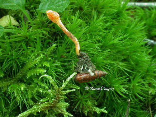 An entomophagous fungus. © Daniel Sugny