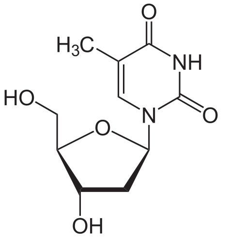 Thymidine is a nucleotide present in DNA. © NEUROtiker, Wikimedia, public domain
