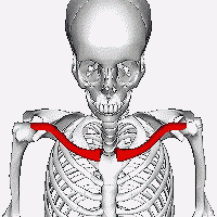 The clavicle is a long S-shaped bone. © DBCLS, Wikimedia, CC by-sa 2.1