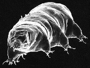 Tardigrade seen by a scanning electron microscope.
Credits: Rick Gillis and Roger J. Haro Department of Biology / University of Wisconsin - La Crosse