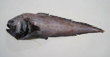 Xyelacyba myersi is a benthopelagic fish found in the bathyal stage. © WorldFish Center - FishBase CC By-nc 3.0