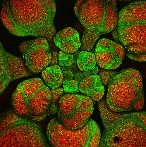 Examination of a flower in formation by confocal microscopy. © Dullhunk, CC by 2.0