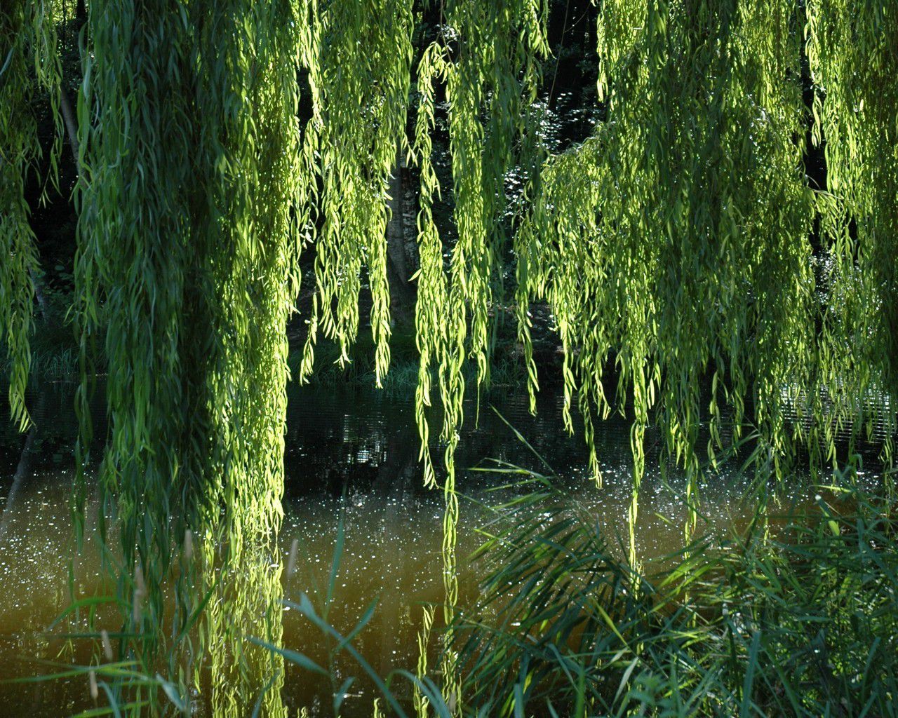 Weeping willow. © Michele Bighignoli, Flickr CC by nc-sa 2.0