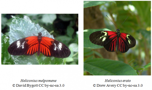 Definition Mullerian Mimicry Mullerian Mimicry