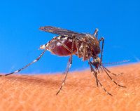 One of the mosquito vectors for the Chikungunya virus: Aedes aegypti. © DR