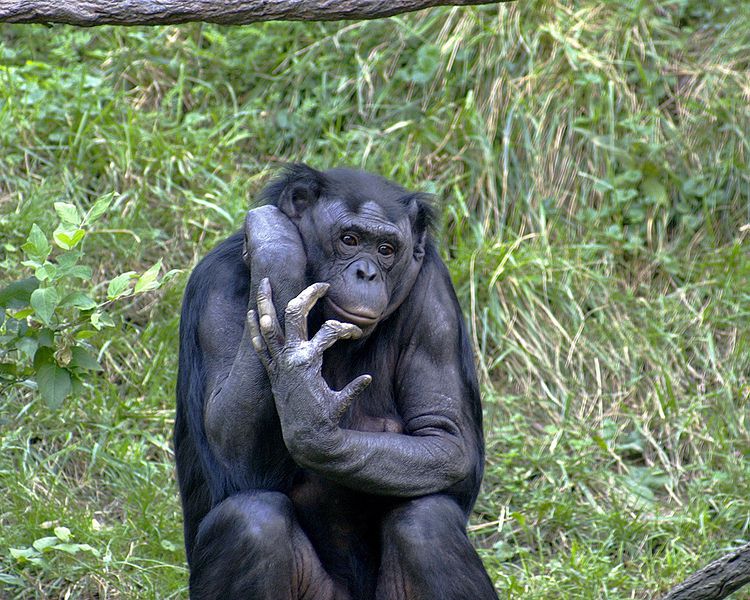 Bonobos are male philopatric animals. Wikimedia Commons