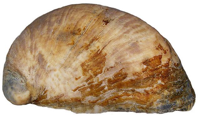 The crepidula (limpet) is a protandrous hermaphrodite mollusc.  © Udo Schmidt CC by-nc-sa 2.0