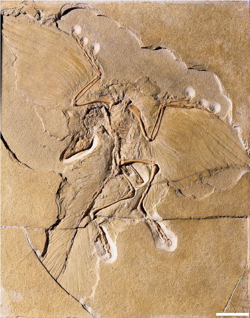 archeopteryx-museum-fuer-naturkunde-berlin