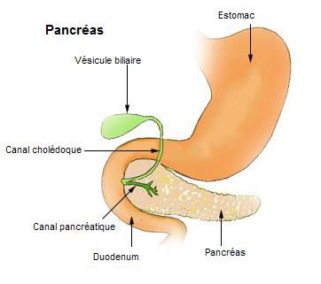 The pancreas empties pancreatic juice into the duodenum, and hormones directly into the blood. © DR