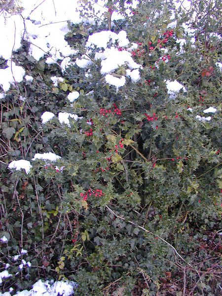 Holly (Ilex aquifolium) is an evergreen shrub. © Semnoz, Wikimedia CC by-sa 3.0
