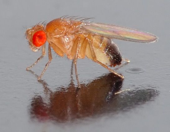 Drosophila melanogaster is a model organism for genetic scientists. © Aka, Wikimedia, CC by-sa 2.5