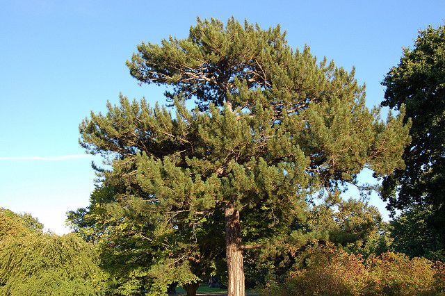 The European black pine. © Tim Waters-Flickr by nc-nd 2.0