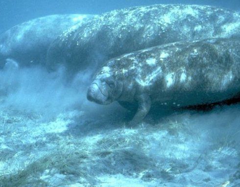 Photo of a manatee. © NOAA, public domain