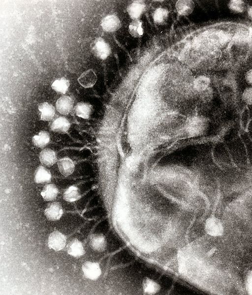 The virome is the set of genomes in a viral population in a specific place such as, for example, here around this bacterium attacked by bacteriophages. DR Credits.