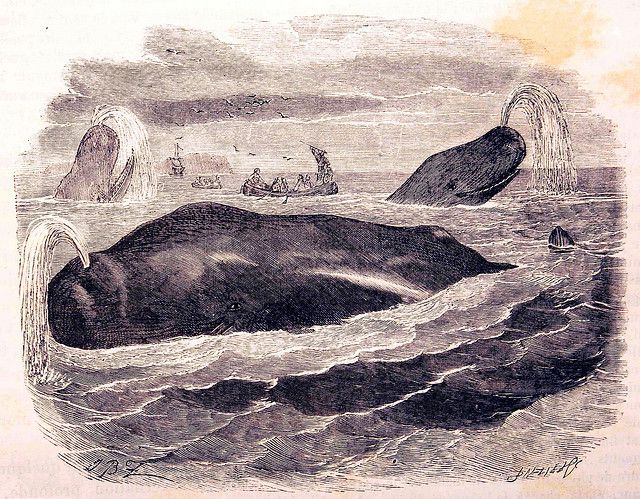 Sperm whale hunting in the 19th century, by Louis Figuier (The wonders of industry or Description of major modern industries, Editions Furne, Jouvet, 1873-1877). © Licence Commons