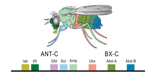 The Drosophila Hox genes (homeotic genes) and their correspondence to morphological parts of the fly. © PhiLiP, Wikimedia public domain