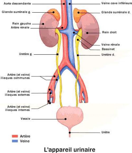 Definition Ureter