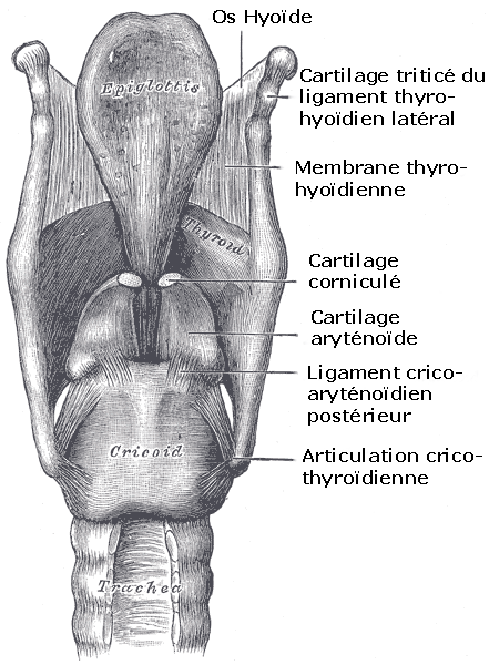 The larynx is a cartilaginous structure which opens into the respiratory system. © Wikimedia Commons