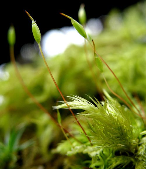 Definition > Bryophyte - Moss