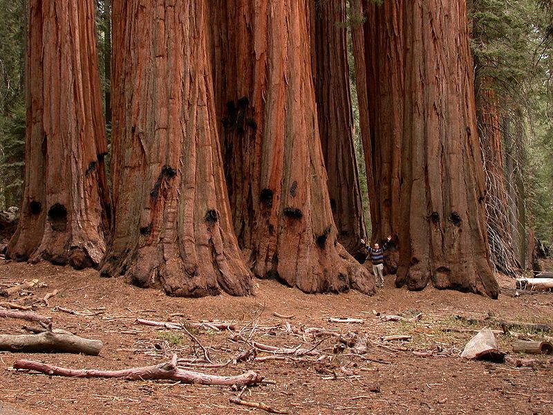 Sequoias are the giants of the temperate forest, shown here in the National Sequoia Park in California. © Paul Rudenko, public domain