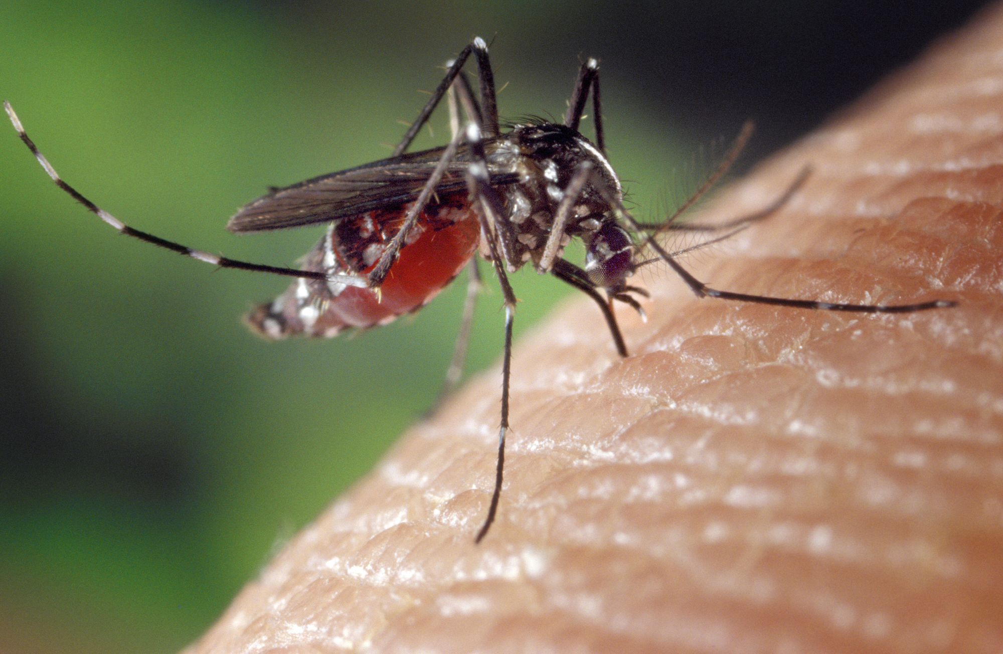 The aedes albopictus, or Asian tiger mosquito, is responsible for the spread of dengue fever virus. © James Gathany,Centers for Disease Control and Prevention(public domain)
