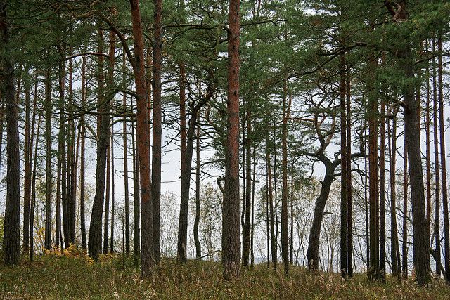 The pine forest in the Landes region in France, is an example of a temperate evergreen forest. © Patrick Mayon CC by-nc-nd 2.0