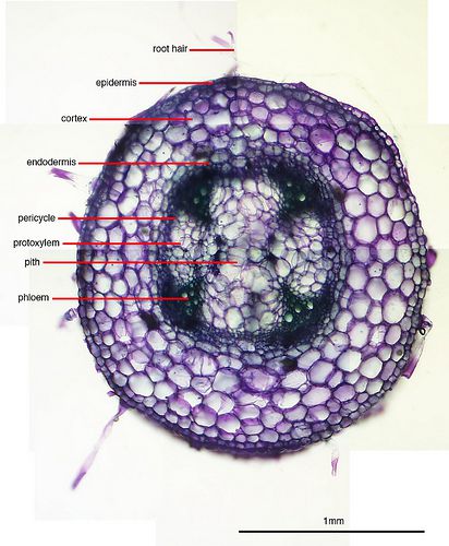 This transverse section of a root shows the different anatomical structures of the root. In botanical terms, the endoderm (4th line from the top), separates the cortex of the bark from the central cylinder. © Beauchamp's Tenth Horse CC by-nc-nd 2.0