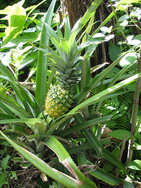 Pineapple is a sweet fruit originally from South America. © Wikimedia Commons