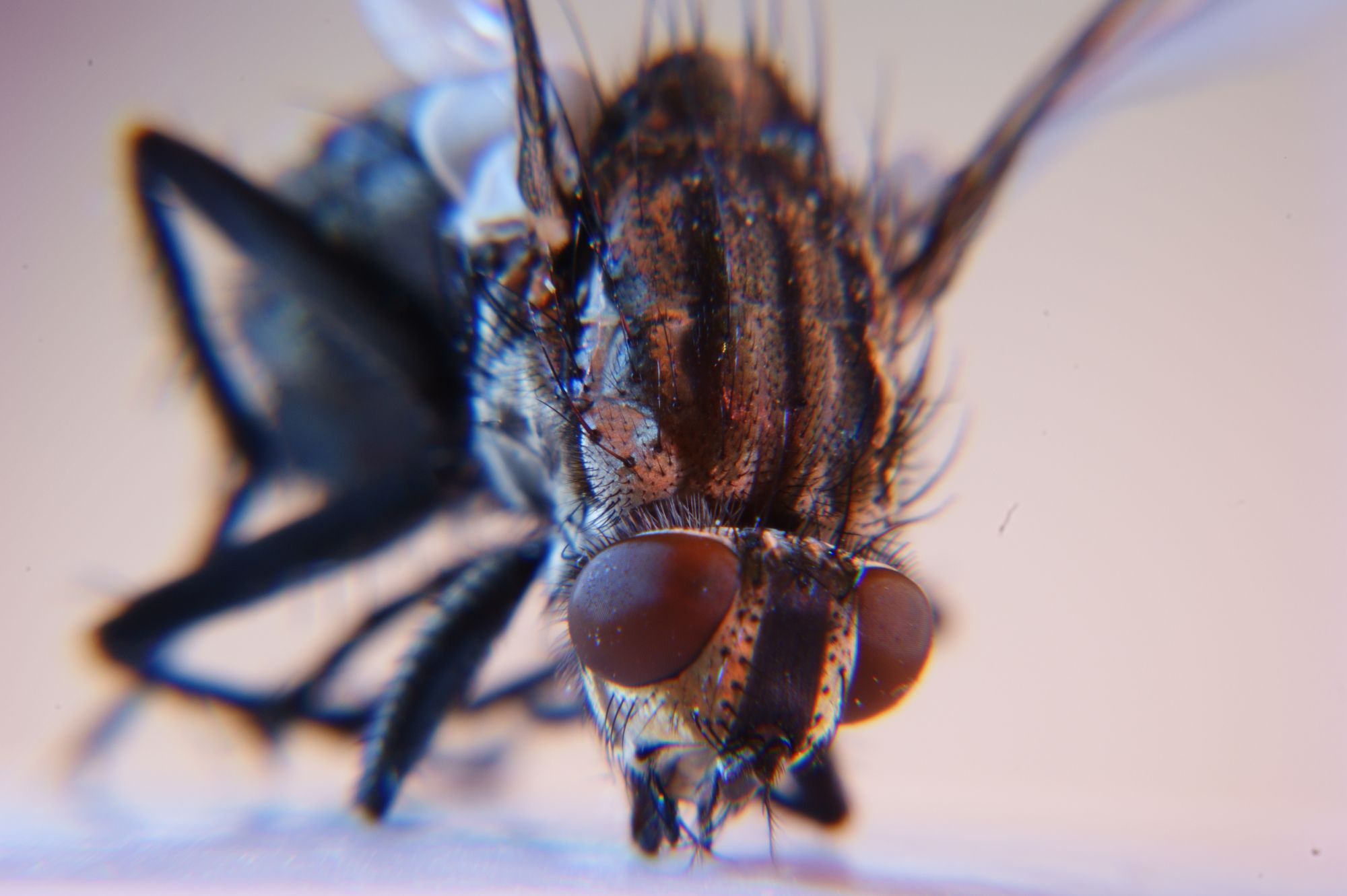 Flies are members of Diptera. © DR