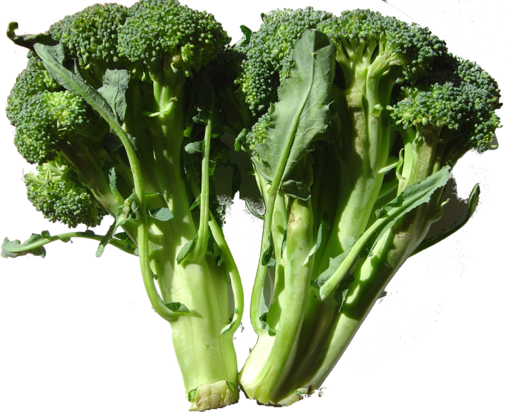 Broccoli is a type of edible cabbage. © Wikimedia Commons