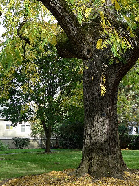 juglans-nigra-trees-of-my-neighborhoodflickr-by-nc-20