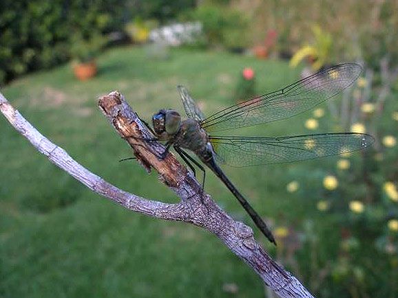 The hemicordulia atrovirens dragonfly. © Dominique Martiré