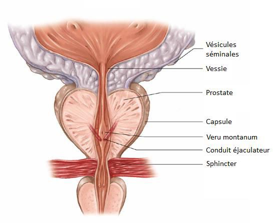 The prostate contributes to production of semen by secreting prostatic fluid. DR Credits
