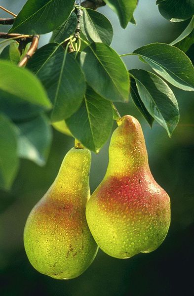 The pear is a low-calorie fruit eaten from late summer onwards. © DR