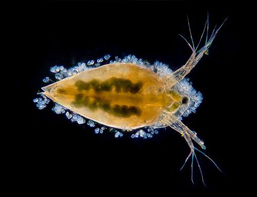 Appearance of a water flea seen under a dark background microscope © Nebarnix, CC by-nc-nd 2.0