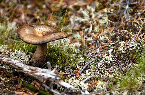 Fungi obtain the carbon necessary for their growth from organic carbon obtained from degradation of organic material. © peupleloup CC by-sa