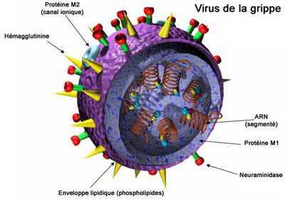 Diagrammatic representation of the influenza virus: the eight RNA fragments are closed within a particle exposing the viral surface proteins (haemagglutinin and neuraminidase). © DR