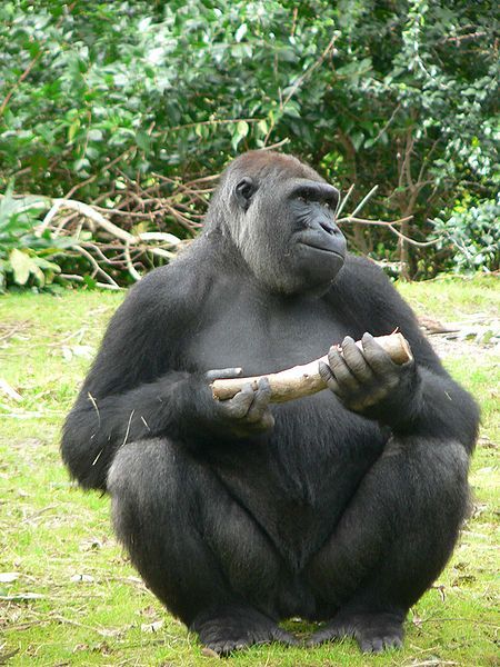 Gorillas, just like humans, belong to the Hominoidea family. © Raul654 / Licence Creative Commons